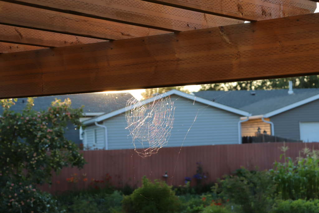 Warehouse Spider Infestation in Eastman